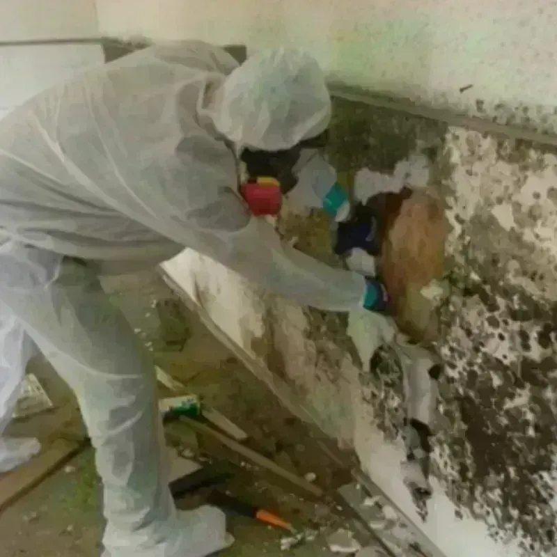 Mold Remediation and Removal in Kent, WA